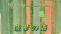 【航拍湛江】第一辑——菠萝的海：或许你会喜欢这样的湛江，虽然“菠萝的海”没有海~