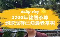 锦绣茶尊：3200年树龄，地球现存已知最老茶树！