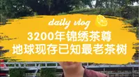 锦绣茶尊：3200年树龄，地球现存已知最老茶树！