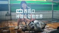 威海西霞口神雕山野生动物世界