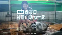 威海西霞口神雕山野生动物世界