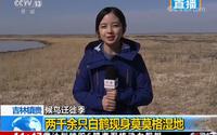 【王冰冰の新闻】2019.04.19 吉林镇赉 白鹤现身莫莫格