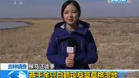 【王冰冰の新闻】2019.04.19 吉林镇赉 白鹤现身莫莫格