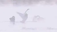 【4K】朝阳天鹅湾