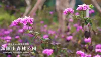 驿马在路上——广西崇左行之派阳山森林公园。远离市区的拥挤喧嚣，呼吸最原始的大自然