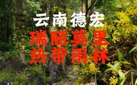 云南德宏瑞丽“莫里热带雨林”，有着溪谷、雨林、瀑布美景