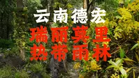 云南德宏瑞丽“莫里热带雨林”，有着溪谷、雨林、瀑布美景
