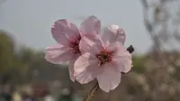2026.3.23 北京玉渊潭公园 樱花 早樱已盛开