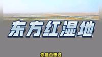 中国最东端湿地守护生命奇迹，东方红湿地