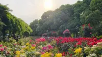 2026.5 苏州 盛泽湖月季园 花