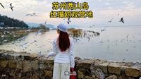 快来苏州西山岛喂红嘴鸥，推荐一个打卡地！冬季，总要来一趟西山岛，看看这些从西伯利亚过来的小精灵