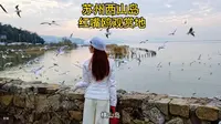 快来苏州西山岛喂红嘴鸥，推荐一个打卡地！冬季，总要来一趟西山岛，看看这些从西伯利亚过来的小精灵