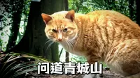 四小时徒步爬山，探访道教【第五洞天】青城山前山的全部道观