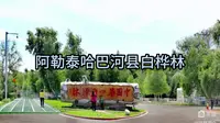阿勒泰哈巴河县白桦林