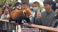 成都基地小熊猫淡定巡视人群，比大熊猫还受欢迎～