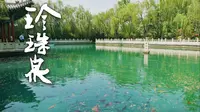 来济南看果冻泉和带编制的大胖鱼了！ 丨 济南 珍珠泉丨 8K看世界 丨 佳能R5C 8K 细腻画质