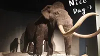 大庆博物馆！这些动物也只能在书本和博物馆中看到了！