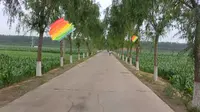 红色大寻访|单拐-红色革命老区