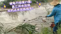 破龟行动第21集:邕江洪水没到，先钓点禾花练练手！#钓鱼 #钓鱼人 #钓鱼的乐趣只有钓鱼人懂