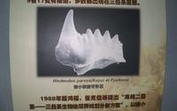 【古生物】二叠纪生物大灭绝（长兴金钉子）