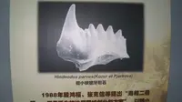 【古生物】二叠纪生物大灭绝（长兴金钉子）