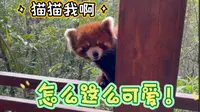 【普洱太阳河公园】小熊猫太可爱了啊啊啊啊啊
