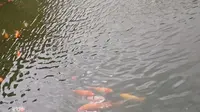 去福州西湖公园，看见的一天大金鱼～
