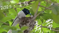 2025，寿带育雏（白色雄性X棕色雌性）。湖南洋湖湿地公园。