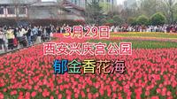 18个品种21万株郁金香，3月29日西安兴庆宫公园，现场实况是这样