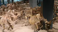 国家一级教育基地大庆博物馆，馆藏珍贵化石十万件，场面震撼深入人心