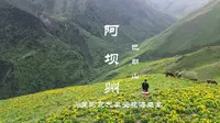 巴朗山已进入盛花期，超级漂亮，到巴朗山体验20度的夏天享受花海盛宴