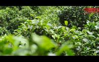 《中国推介》云南省双江县：勐库戎氏 传承好茶