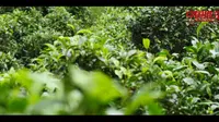 《中国推介》云南省双江县：勐库戎氏 传承好茶