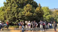 南京灵谷寺有一棵金陵桂花王，好多人在拍照