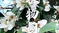 今天来抚州植物园了！里面种类很多！
