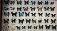 吉林省自然博物馆｜一些带偏光蝴蝶的影像