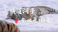 横道河子——东北虎林园