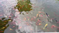 紫竹林禅院悟道