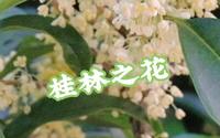 桂林之花