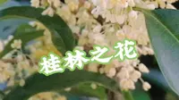桂林之花