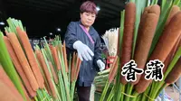 斗南｜山野花卉8月上新