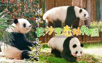 【逛长沙vlog53】游玩 | 长沙生态动物园 | 大熊猫馆➽狮虎馆➽爬行馆➽猴馆 | 长株潭城际铁路 | 游玩·逛街·美食·店铺·打卡 | 长沙游玩指南