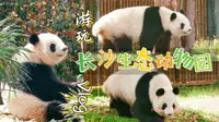 【逛长沙vlog53】游玩 | 长沙生态动物园 | 大熊猫馆➽狮虎馆➽爬行馆➽猴馆 | 长株潭城际铁路 | 游玩·逛街·美食·店铺·打卡 | 长沙游玩指南