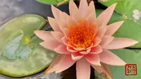 云南中科院西双版纳热带植物园