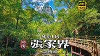 [4K HDR]幽谷清泉画中游，漫步湖南张家界金鞭溪| 漫游中国 | 湖南 张家界 | 云旅行 沉浸式 漫步 POV 旅行 白噪音