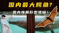 国内最大鳄鱼？国内独展巨型狐蝠！长隆飞鸟乐园