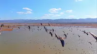 大同桑干河国家湿地公园