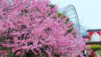 【重庆】南山植物园樱花开啦！