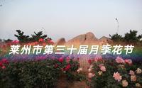 【莱州市第三十届月季花节】月季盛开的中华月季园