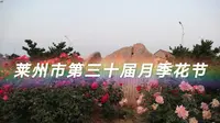 【莱州市第三十届月季花节】月季盛开的中华月季园